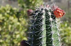 Click to enlarge Nature: Flora & Fauna - Cactus